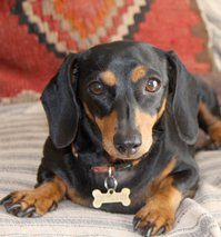 Lucy the Daschund with the bad back